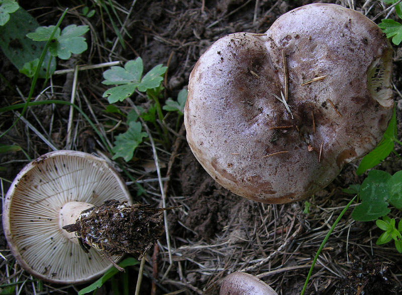 1.Lactarius sp.